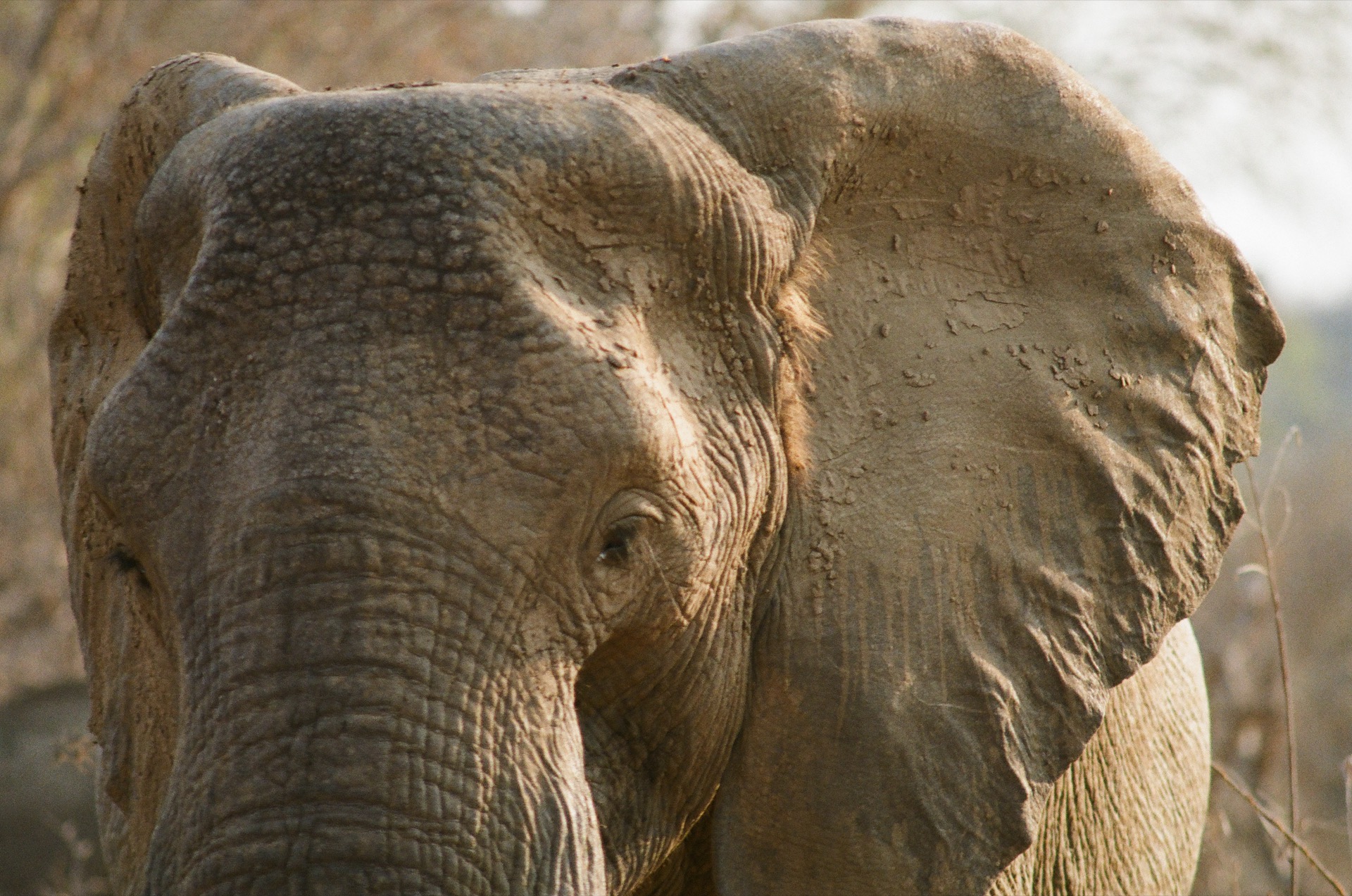 Elephant portrait, Kruger National Park