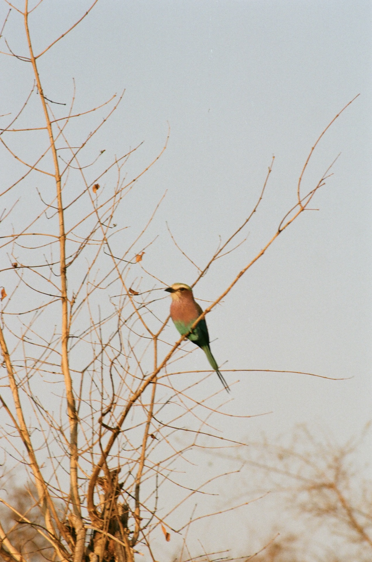 Bird posted on lookout, Kruger National Park