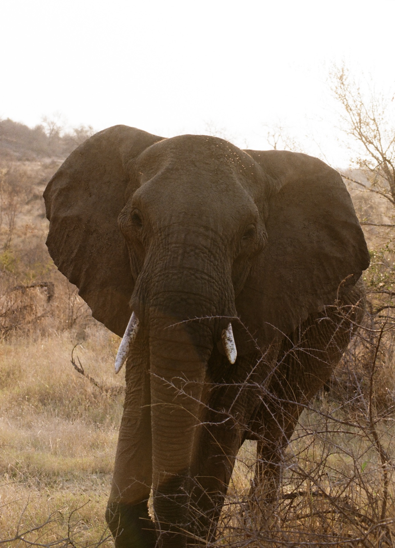 Elephant approaching fast, Kruger National Park