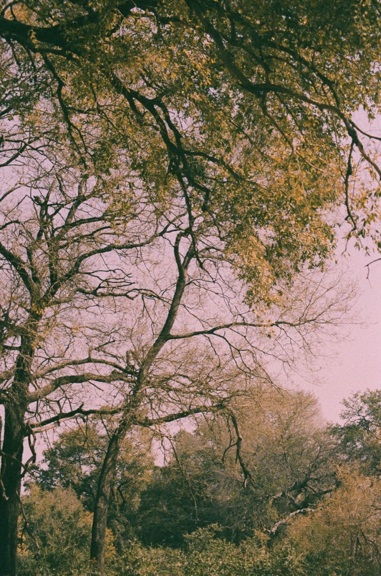 Tree canopy, Kruger National Park