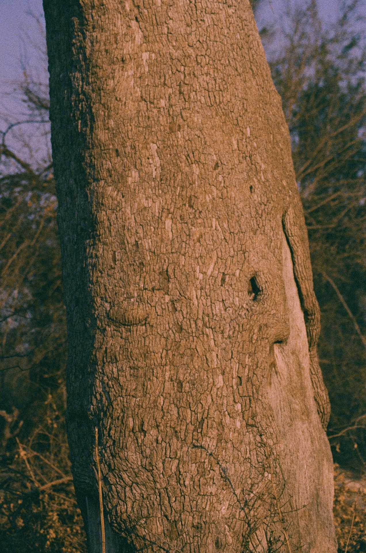 Tree trunk detail, Kruger National Park