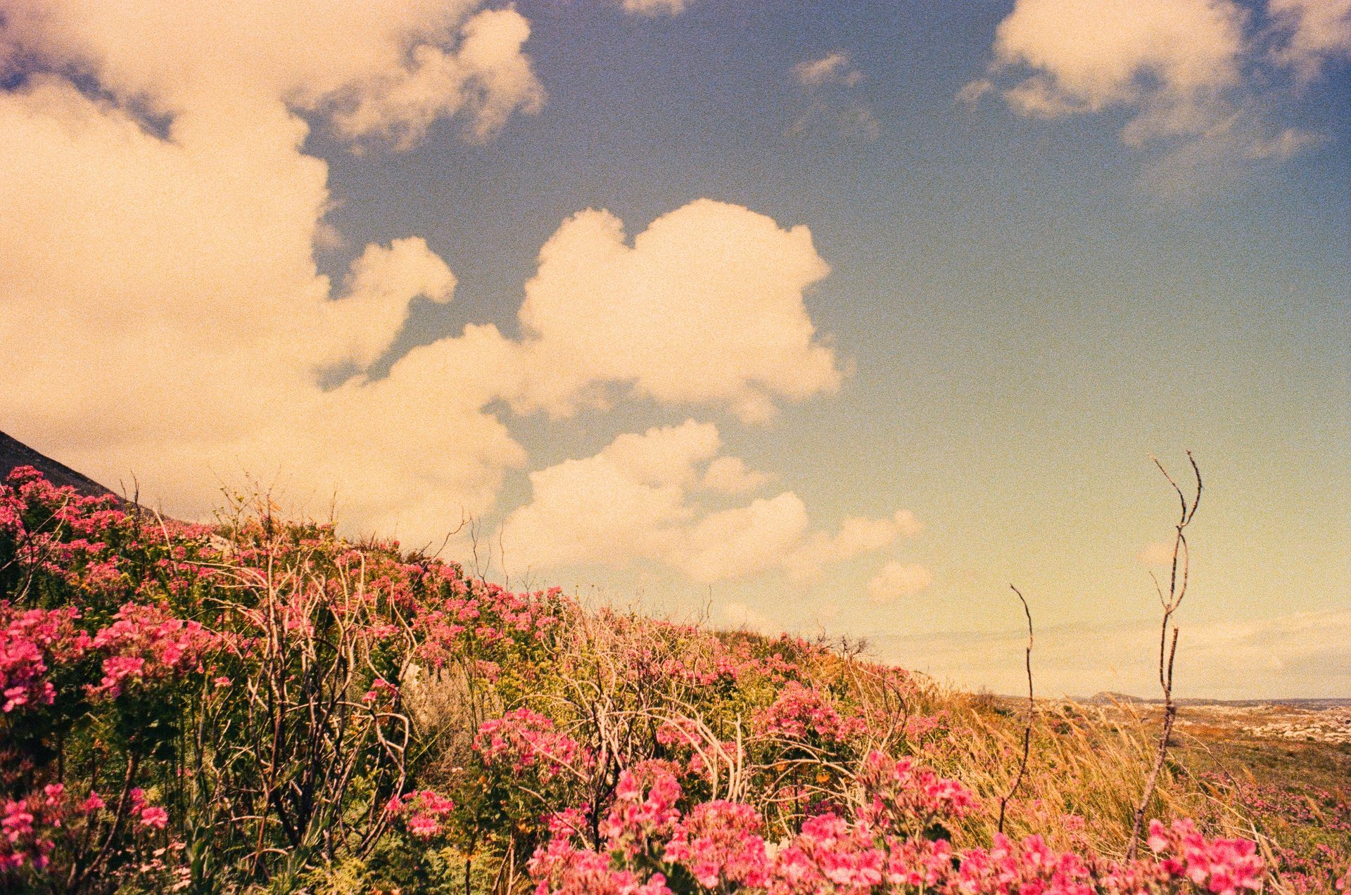 Fynbos in bloom