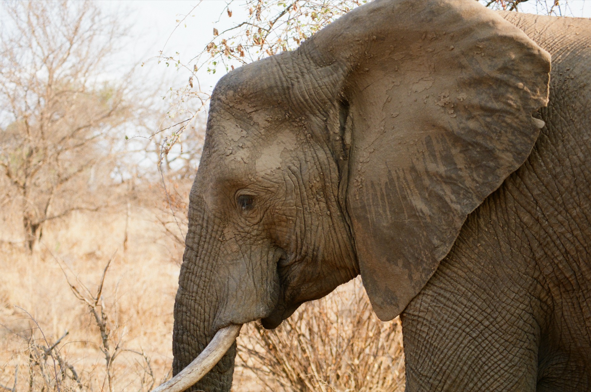 Elephant in profile
