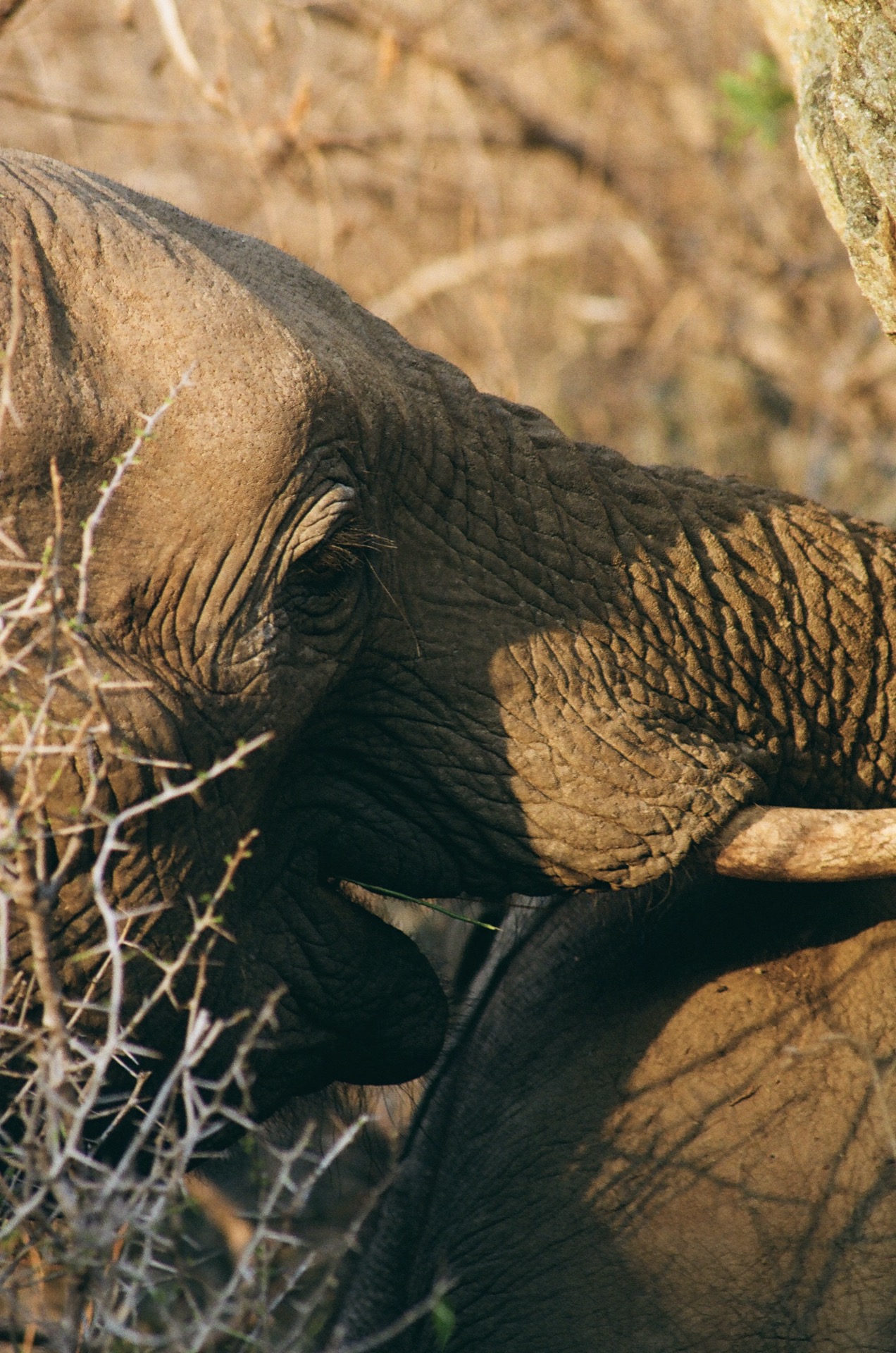 Elephant close crop