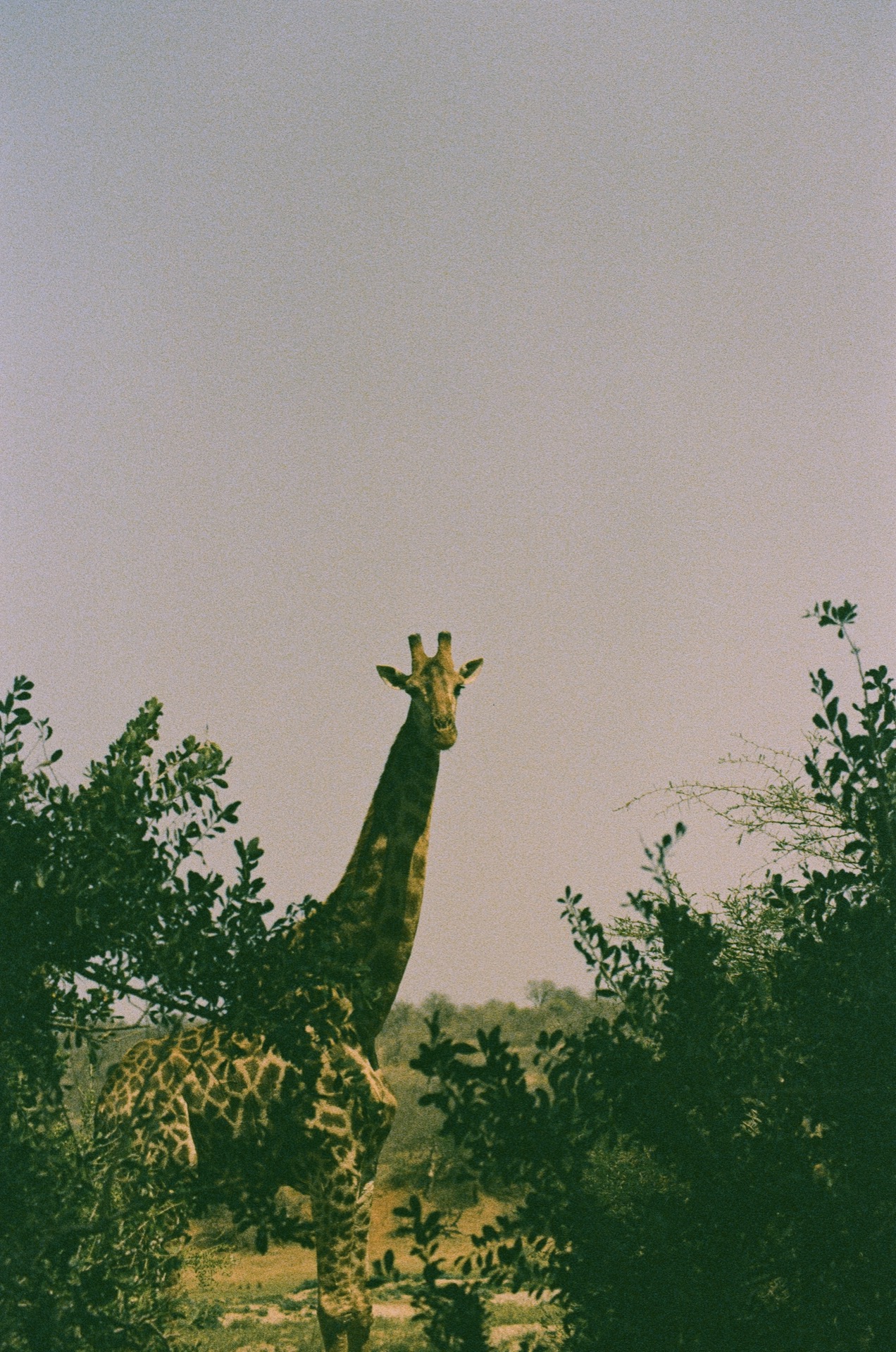 Giraffe in brush