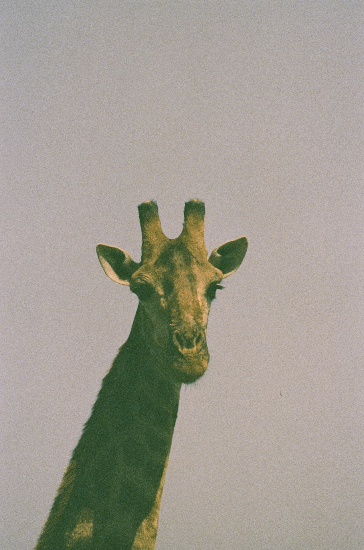 Giraffe checking us out
