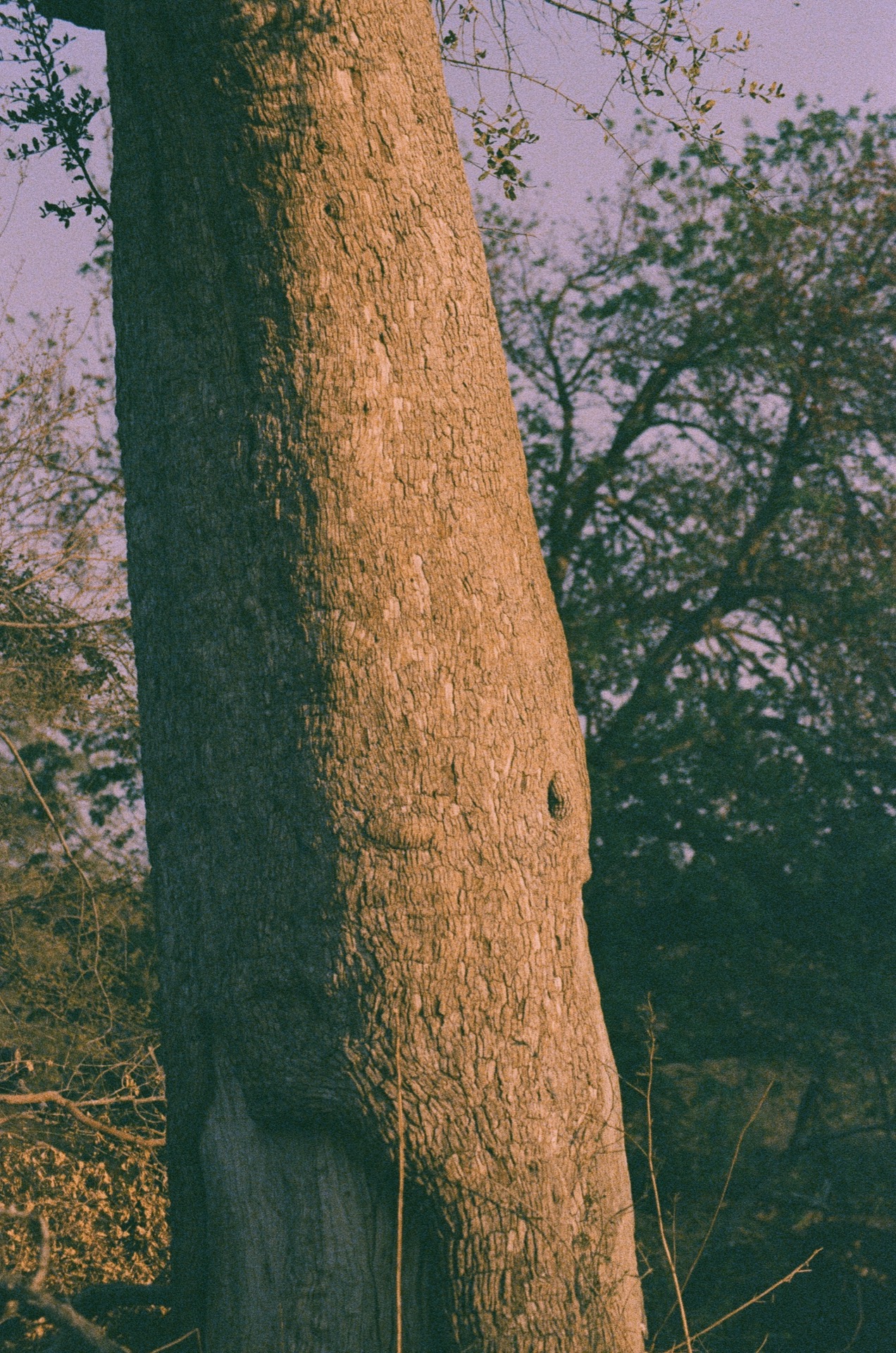 Tree trunk and brush